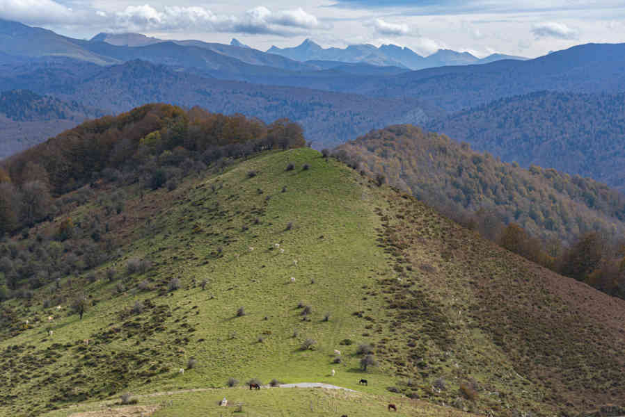 Comunidad Foral de Navarra 074 - Selva de Irati.jpg